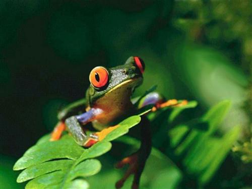 grenouille-arboricole